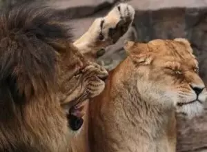 Как понять что мужчина лев ревнует