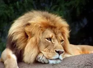 Обиженный лев